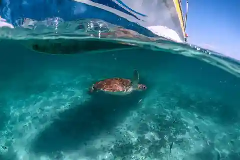 Playa del Carmen: Swim & Snorkel w/ Turtles at Akumal Beach
