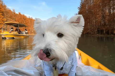 Shanghai: Kayaking Adventure in Shanghai Bay Forest Park