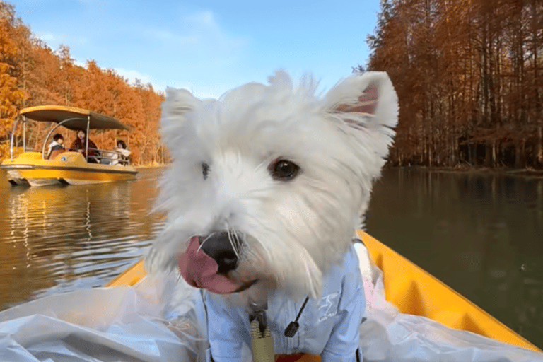 Shanghai: Kayaking Adventure in Shanghai Bay Forest Park