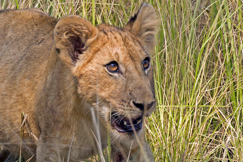Von Sansibar: 3-tägige Selous-Safari, Bootstour &amp; Besuch bei den MaasaiAll-Inclusive: 3-Tages-Safari, Bootsfahrt und Busch-Wanderung