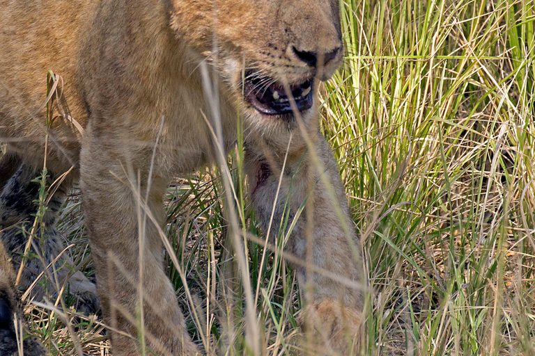 Von Sansibar: 3-tägige Selous-Safari, Bootstour &amp; Besuch bei den MaasaiAll-Inclusive: 3-Tages-Safari, Bootsfahrt und Busch-Wanderung