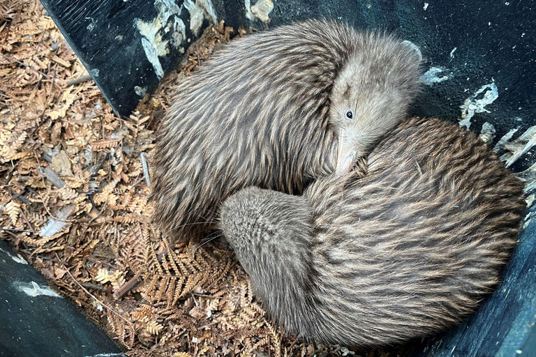 Kāpiti: Kiwi Night Encounter at Ngā Manu Nature Reserve