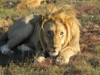 Private Full Day Addo Elephant National Park Safari - Housity
