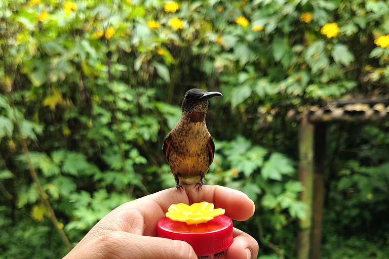 Excursion d&#039;une journée complète à Mindo, tout compris, avec transport depuis Quito.Excursion d&#039;une journée complète à Mindo, tout compris, avec transport depuis Quito