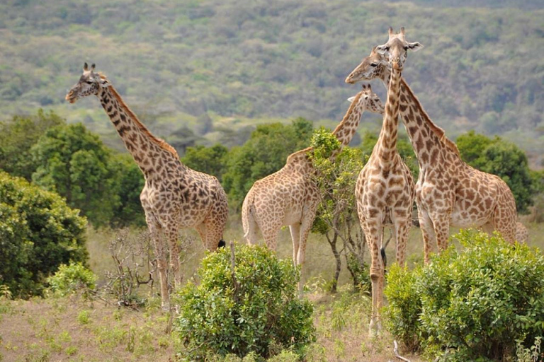 Arusha : Excursion d&#039;une journée dans le parc national d&#039;Arusha