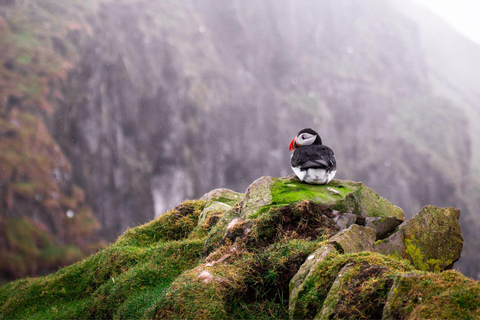 From Edinburgh: Puffin Boat Trip & Tantallon Castle
