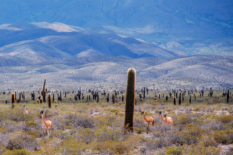 من سالتا: جولة إلى كاتشي &quot;رحلة عبر الزمن&quot;