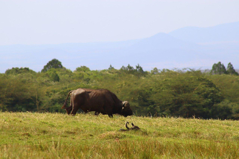 SAFARI EN AVION DE JOUR : DE ZANZIBAR AU PARC NATIONAL DE MIKUMI