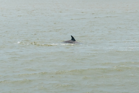 Savannah: Tybee Island Dolphin Cruise Tour Savannah: Tybee Island Dolphin Watching Boat Tour