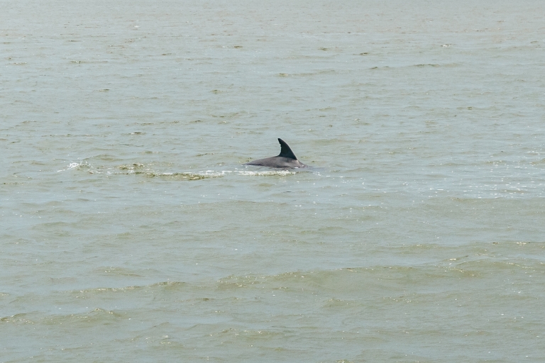 Savannah: tour en crucero por los delfines en la isla de TybeeSavannah: tour en barco de observación de delfines en Tybee Island