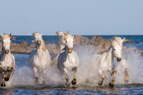 Saintes-Maries-de-la-Mer: Camargue Horseback Ride 2 Hour Ride
