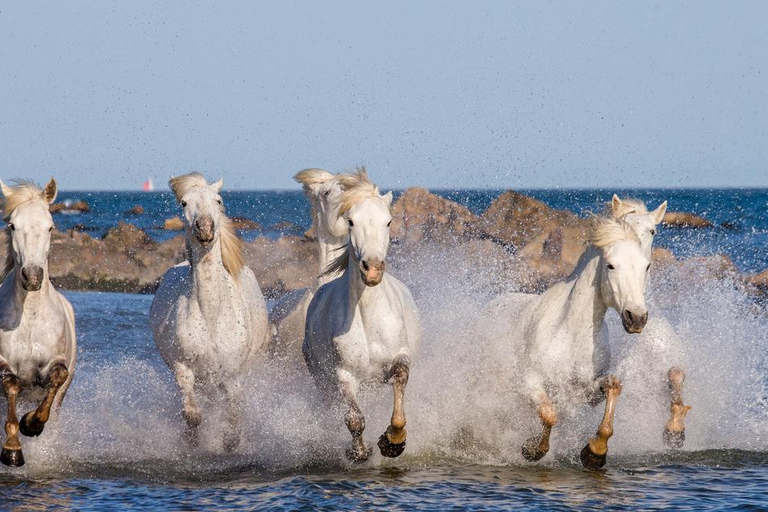 Saintes-Maries-de-la-Mer: Camargue Horseback Ride 2 Hour Ride