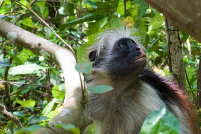 桑给巴尔：乔扎尼森林与香料农场之旅，含茶饮及接送服务桑给巴尔：乔扎尼森林与香料农场游，含茶饮及接送服务