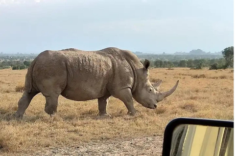 Airport: Nairobi National Park layover tour- pickup/drop-off