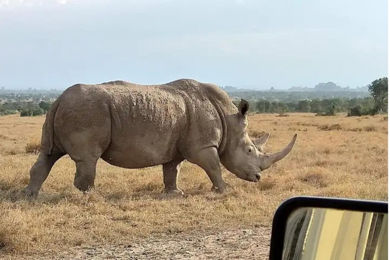Airport: Nairobi National Park layover tour- pickup/drop-off