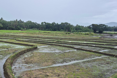 Esplora le cascate iconiche di Ella con un&#039;avventura panoramica in tuk-tuk