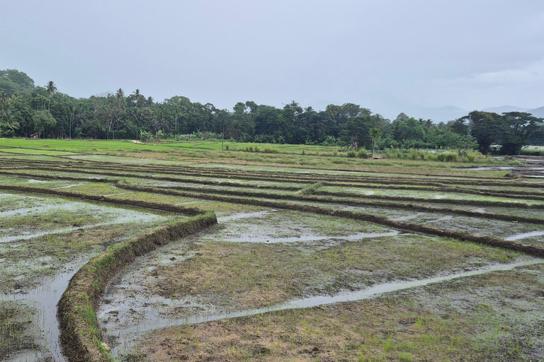 Esplora le cascate iconiche di Ella con un&#039;avventura panoramica in tuk-tuk