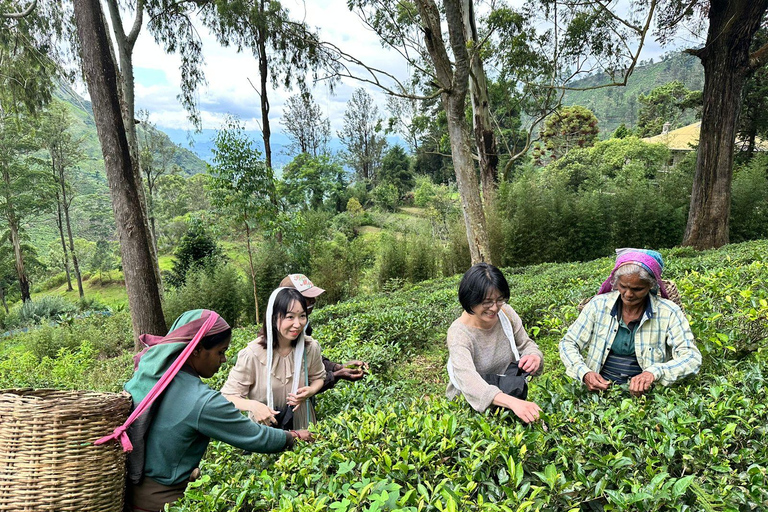 Sigiriya, Tea Plucking & Waterfalls visit 3Days Private tour Colombo : Sigiriya ,Kandy & Waterfall ,Tea factory Visit