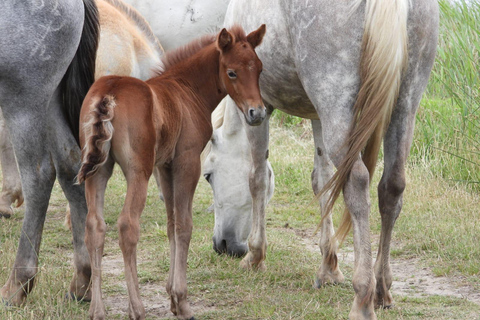 Camargue: Discover Horses and Wild Birds by Electric Golf Cart Petit Rhône Reserve – Immersive tour in a 2-seater electric vehicle