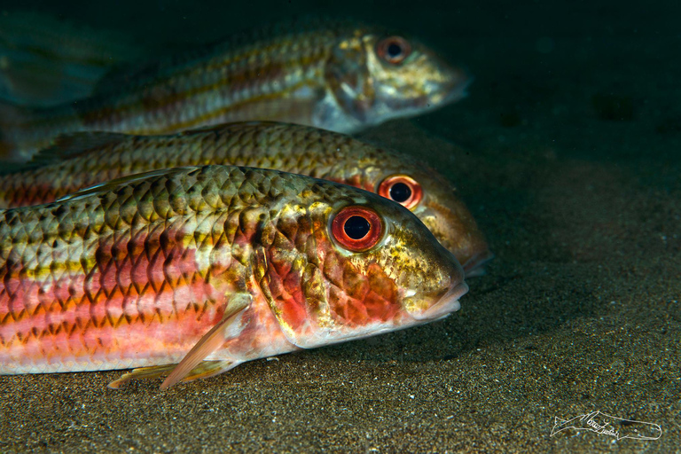 Puerto del Carmen, Lanzarote: Snorkeling Tour