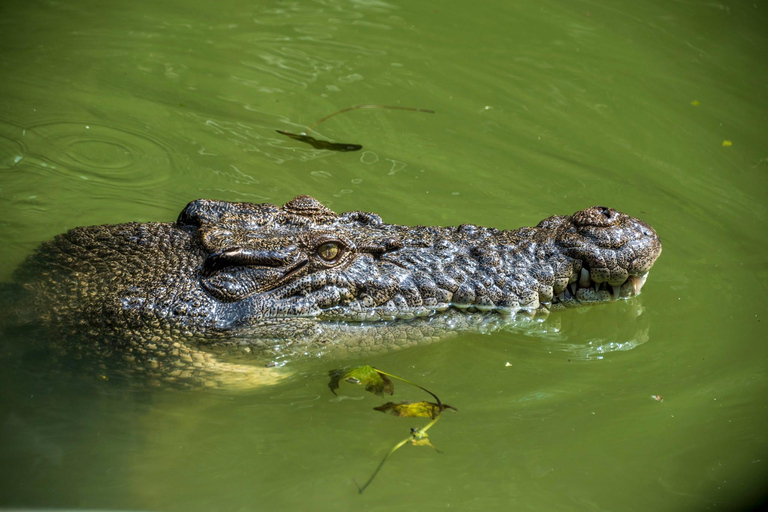 Matara: Wild Crocodile River Expedition
