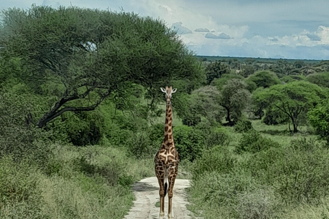 Arusha: Tarangire & Ngorongoro Exclusive Avoiding the Crowds