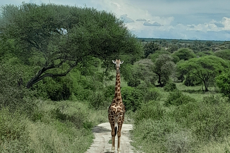 Arusha: Tarangire & Ngorongoro Exclusive Avoiding the Crowds