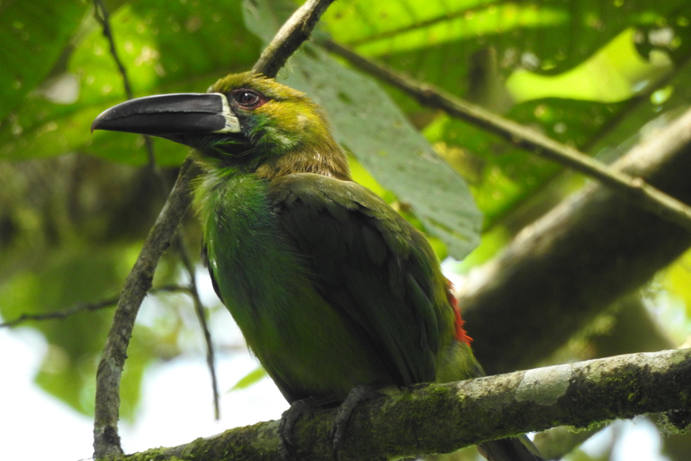 Mindo Cloud Forest Birding Butterflies waterfalls chocolate...