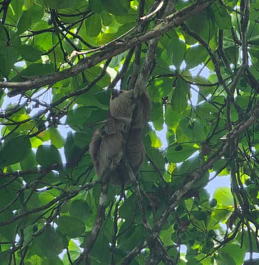 Marino Ballena National Park: hiking tour.