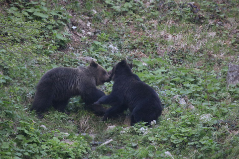 Brasov: Carpathian Brown Bear Wildlife Viewing Experience