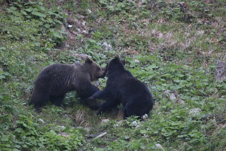 Brasov: Carpathian Brown Bear Wildlife Viewing Experience