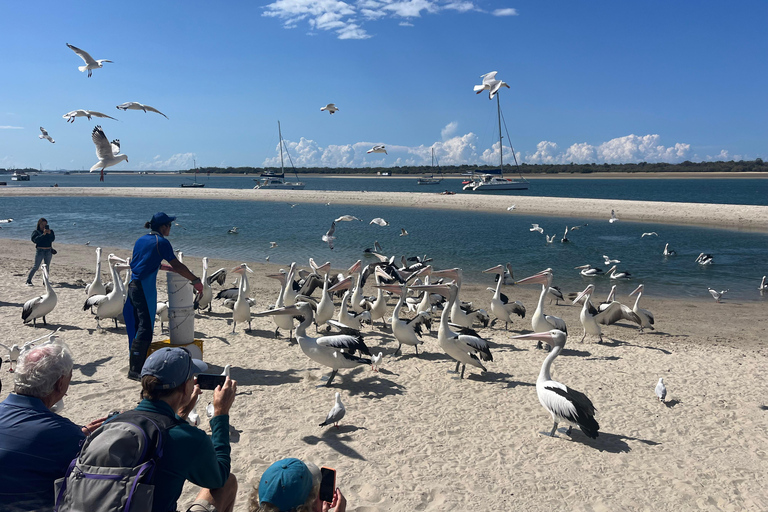 Cruzeiro de Pelicanos de Surfers Paradise para Wavebreak Island + piquenique