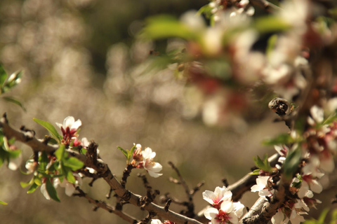Granada: Tour in bicicletta della natura, della fauna selvatica e dei villaggi autentici