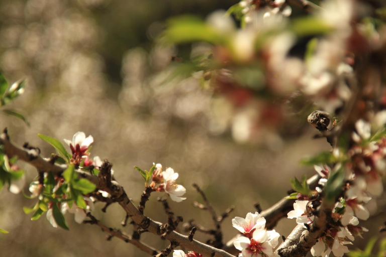 Granada: Tour in bicicletta della natura, della fauna selvatica e dei villaggi autentici