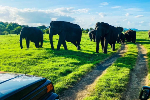 Minneriya National Park Private Safari Tour