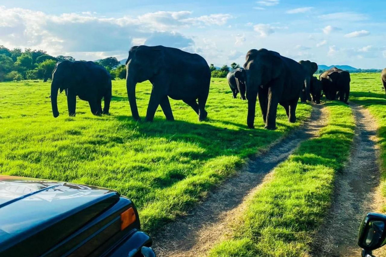 Minneriya National Park Private Safari Tour