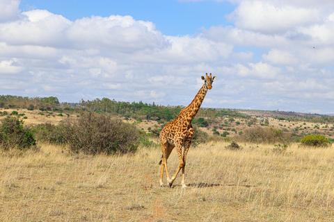 Prywatna wycieczka do Parku Narodowego Nairobi