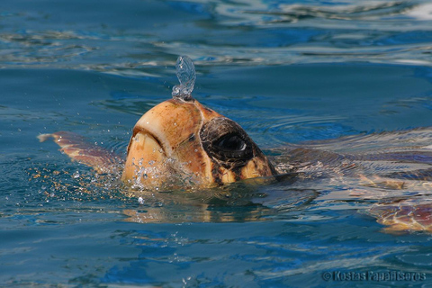 Zakynthos: Turtle Spotting Boat Trip in Laganas Bay
