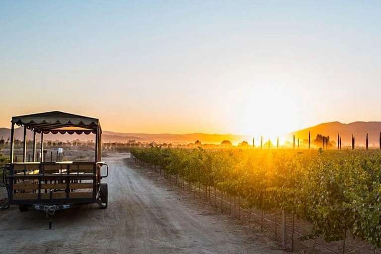 Valle de Guadalupe : Dégustation de vin et visite en calèche