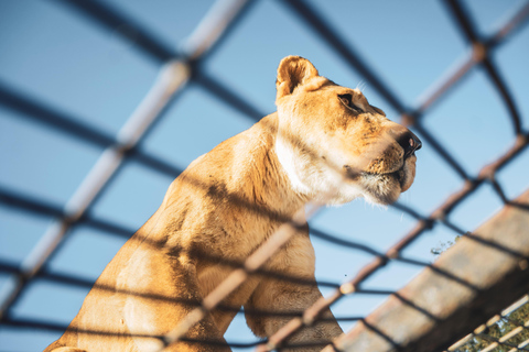 From Santiago: Rancagua Safari Park Zoo