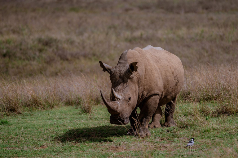 Nairobi: National Park Game Drive with Local Guide