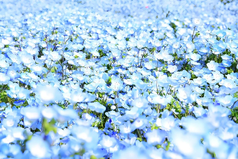 Tokyo & Ibaraki Tour: Hitachi Seaside Park & Adachi Wisteria