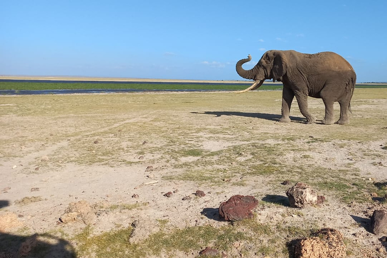 Safari economico di 6 giorni a Masai Mara, Lago Nakuru e Amboseli.