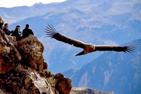 Vanuit Arequipa: Tour naar Chivay & Colca Canyon