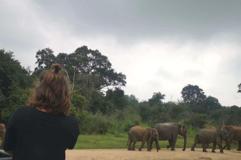 Minneriya Safari from Sigiriya Eco Jeep Adventure