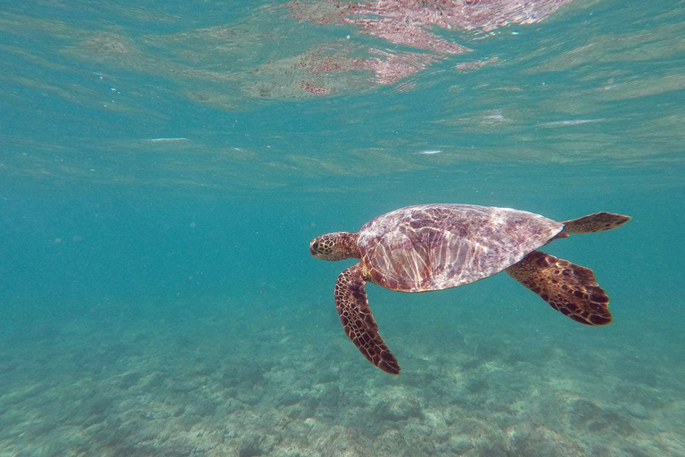 Kailua: 2-godzinna wycieczka kajakiem z przewodnikiem z lunchem