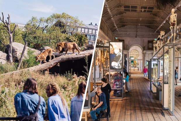 Amsterdam : billet pour le zoo royal Artis et le musée Artis-Groote