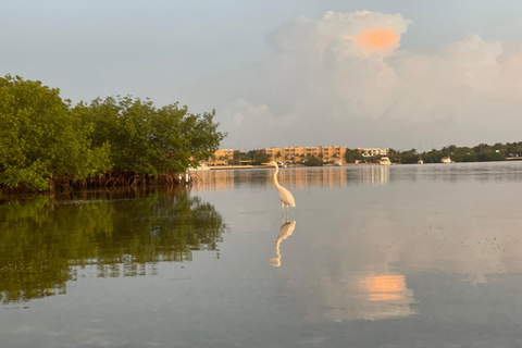 Key West : Excursion de 2 heures en kayak dans la mangroveTandem