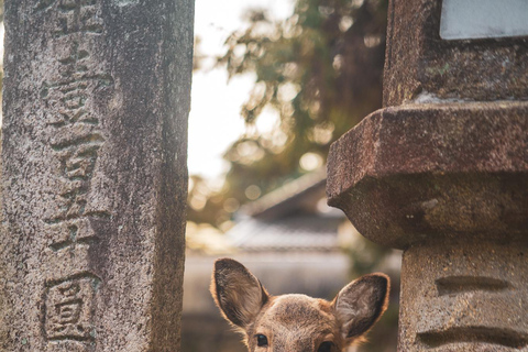 Osaka-Hiroshima Snapshot 6 Tage Tour - One Life Adventures