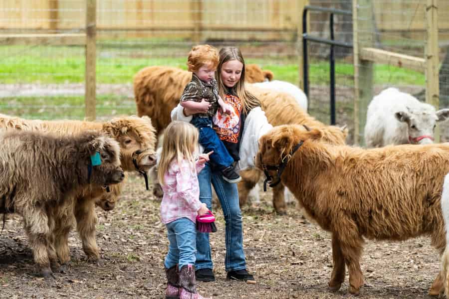 Kissimmee: Fütterungserlebnis mit Mini-Highland-Kühen. Foto: GetYourGuide Kissimmee: Fütterungserlebnis mit Mini-Highland-Kühen. Foto: GetYourGuide